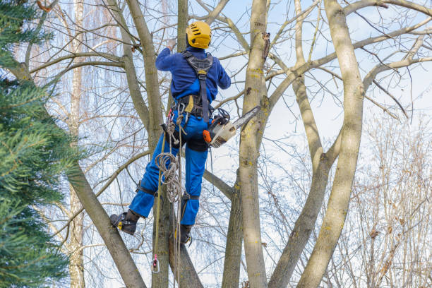 Reliable Sanford, CO Tree Care Services Solutions